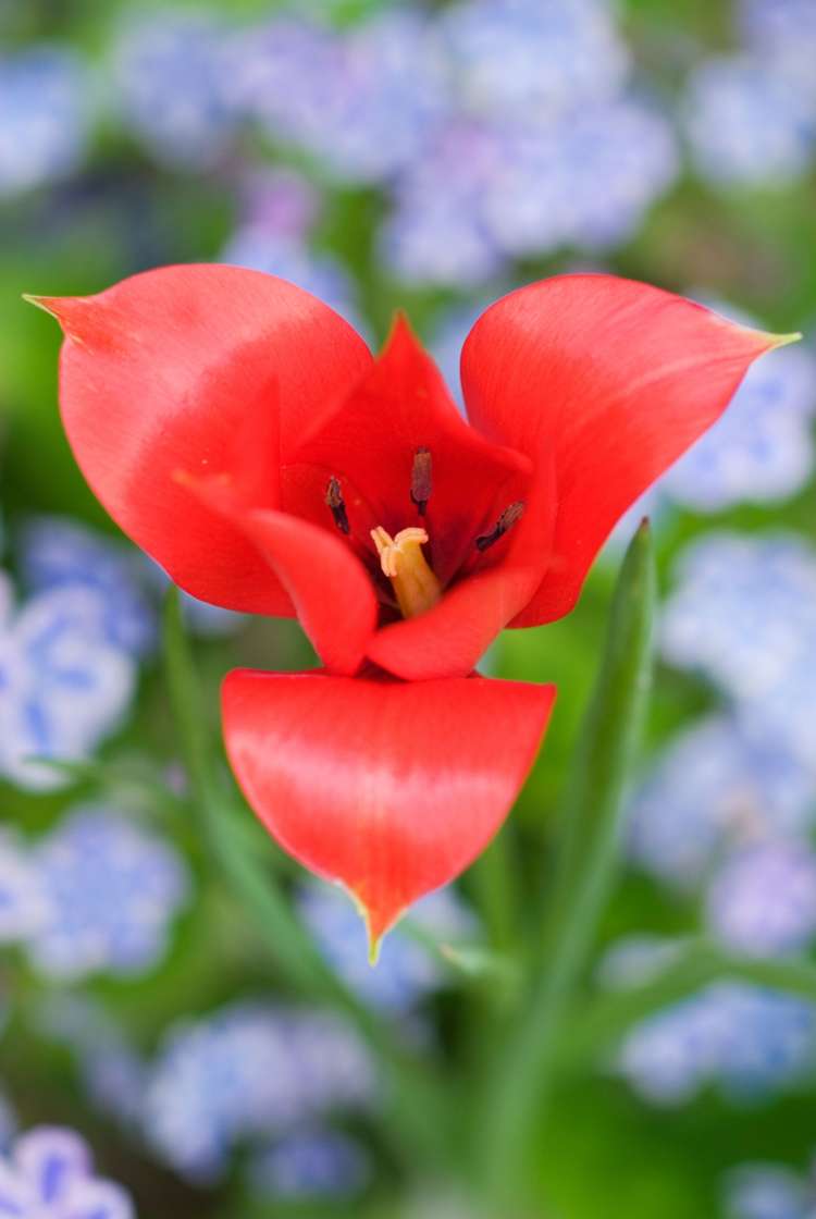 Botanisk Tulpan 'Linifolia'